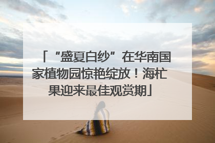 “盛夏白纱”在华南国家植物园惊艳绽放！海杧果迎来最佳观赏期