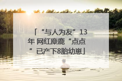 “与人为友”13年 网红麋鹿“点点”已产下8胎幼崽