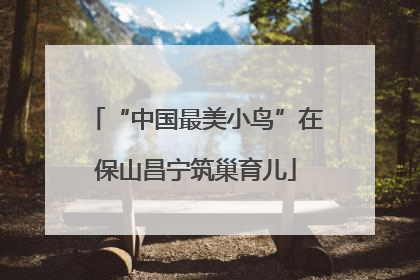 “中国最美小鸟”在保山昌宁筑巢育儿