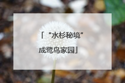 “水杉秘境”成鹭鸟家园