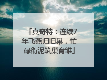 真奇特：连续7年飞燕归旧巢，忙碌衔泥筑巢育雏