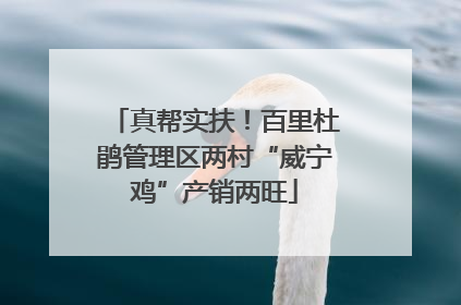 真帮实扶！百里杜鹃管理区两村“威宁鸡”产销两旺