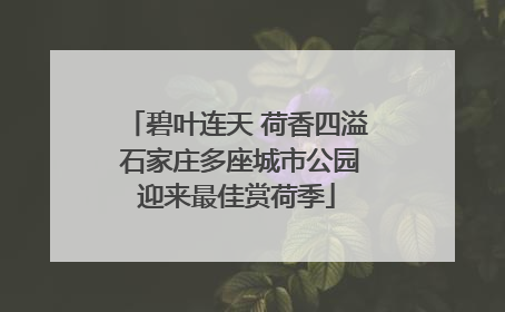 碧叶连天 荷香四溢 石家庄多座城市公园迎来最佳赏荷季
