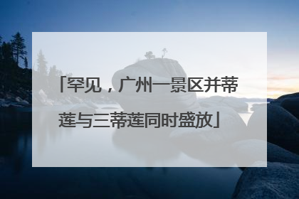 罕见，广州一景区并蒂莲与三蒂莲同时盛放