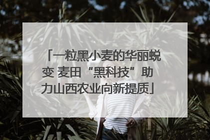 一粒黑小麦的华丽蜕变 麦田“黑科技”助力山西农业向新提质