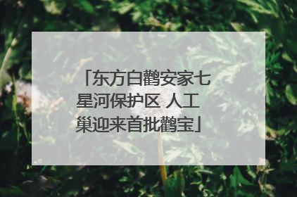 东方白鹳安家七星河保护区 人工巢迎来首批鹳宝