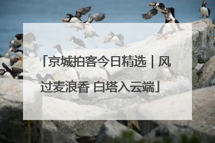 京城拍客今日精选｜风过麦浪香 白塔入云端