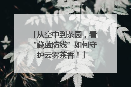 从空中到茶园，看“藏蓝防线”如何守护云雾茶香！