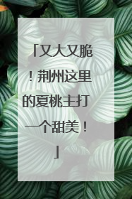 又大又脆！荆州这里的夏桃主打一个甜美！