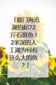 厦门海沧湖钓起72斤石斑鱼！2米深的人工湖为何有这么大的鱼？