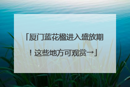 厦门蓝花楹进入盛放期！这些地方可观赏→