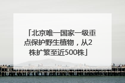 北京唯一国家一级重点保护野生植物，从2株扩繁至近500株