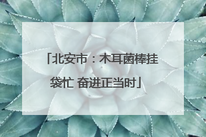 北安市：木耳菌棒挂袋忙 奋进正当时
