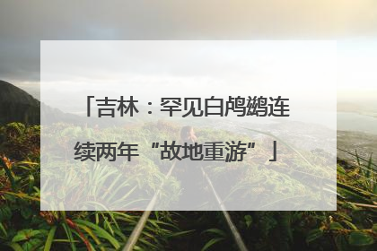 吉林：罕见白鸬鹚连续两年“故地重游”