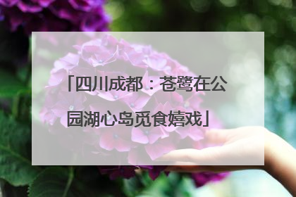四川成都：苍鹭在公园湖心岛觅食嬉戏