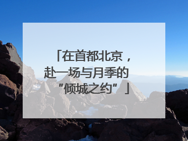 在首都北京，赴一场与月季的“倾城之约”
