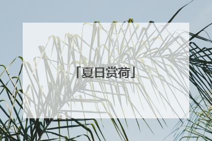 夏日赏荷