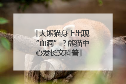 大熊猫身上出现“血洞”？熊猫中心发长文科普