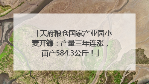 天府粮仓国家产业园小麦开镰：产量三年连涨，亩产584.3公斤！