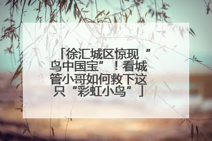 徐汇城区惊现“鸟中国宝”！看城管小哥如何救下这只“彩虹小鸟”