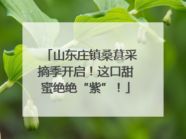 山东庄镇桑葚采摘季开启！这口甜蜜绝绝“紫”！
