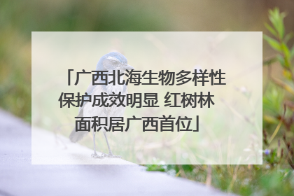 广西北海生物多样性保护成效明显 红树林面积居广西首位