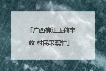 广西柳江玉藕丰收 村民采藕忙