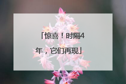 惊喜！时隔4年，它们再现