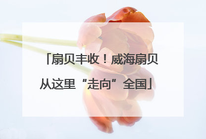 扇贝丰收！威海扇贝从这里“走向”全国