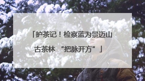 护茶记！检察蓝为景迈山古茶林 “把脉开方”