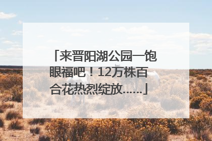 来晋阳湖公园一饱眼福吧！12万株百合花热烈绽放……
