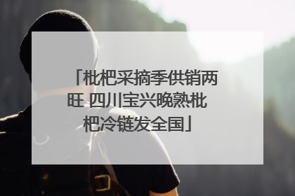 枇杷采摘季供销两旺 四川宝兴晚熟枇杷冷链发全国
