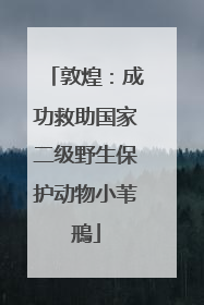 敦煌：成功救助国家二级野生保护动物小苇鳽