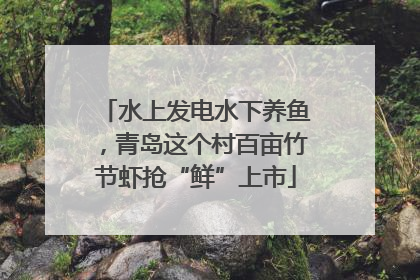 水上发电水下养鱼，青岛这个村百亩竹节虾抢“鲜”上市