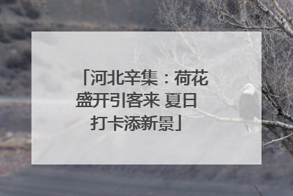 河北辛集：荷花盛开引客来 夏日打卡添新景