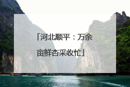 河北顺平：万余亩鲜杏采收忙