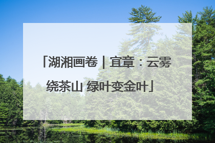 湖湘画卷｜宜章：云雾绕茶山 绿叶变金叶