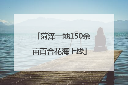 菏泽一地150余亩百合花海上线