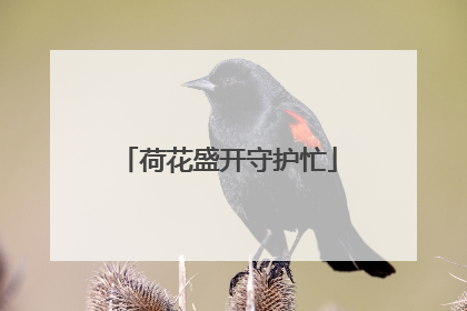 荷花盛开守护忙