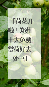 荷花开啦！郑州十大免费赏荷好去处→