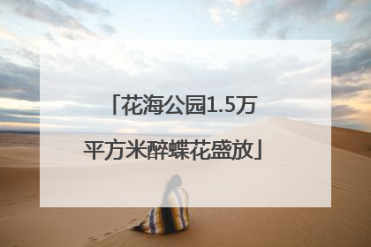 花海公园1.5万平方米醉蝶花盛放