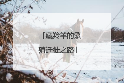 藏羚羊的繁殖迁徙之路