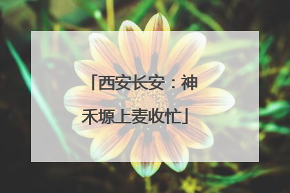 西安长安：神禾塬上麦收忙