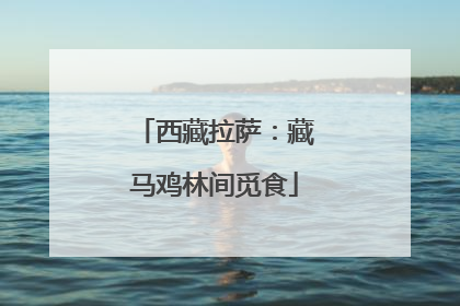 西藏拉萨：藏马鸡林间觅食