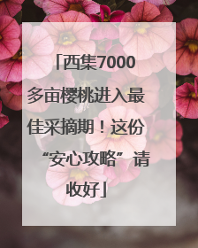 西集7000多亩樱桃进入最佳采摘期！这份“安心攻略”请收好