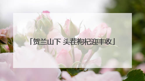 贺兰山下 头茬枸杞迎丰收