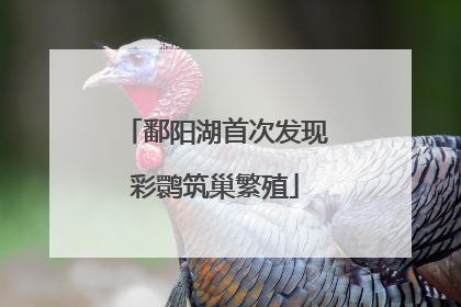 鄱阳湖首次发现彩鹮筑巢繁殖