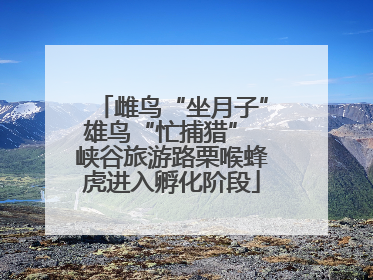 雌鸟“坐月子”雄鸟“忙捕猎” 峡谷旅游路栗喉蜂虎进入孵化阶段