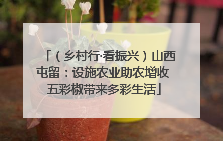 （乡村行·看振兴）山西屯留：设施农业助农增收 五彩椒带来多彩生活