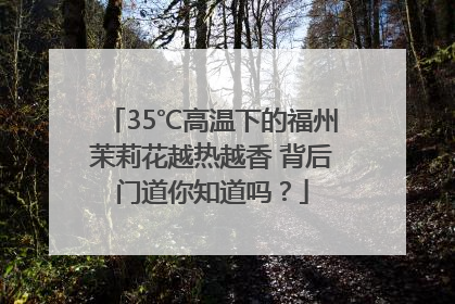 35℃高温下的福州茉莉花越热越香 背后门道你知道吗？